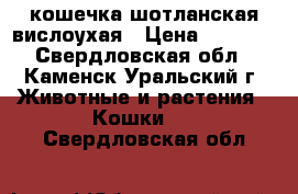кошечка шотланская вислоухая › Цена ­ 2 000 - Свердловская обл., Каменск-Уральский г. Животные и растения » Кошки   . Свердловская обл.